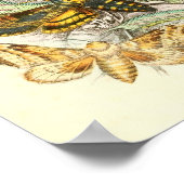 Poster Illustration de papillon (Coin)