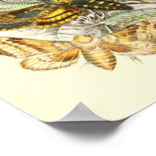 Poster Illustration de papillon (Coin)