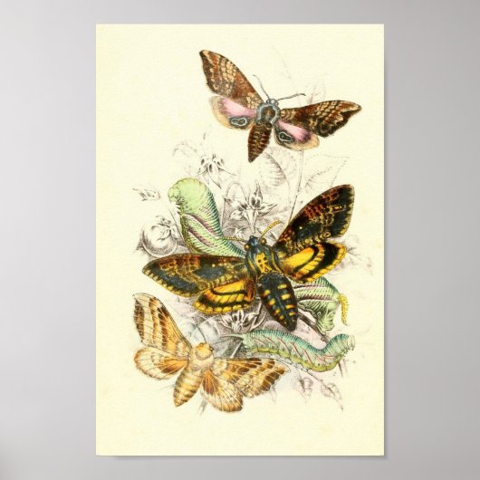 Poster Illustration de papillon (Devant)