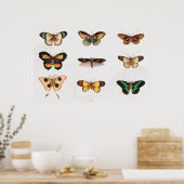 Poster Illustration de papillon (Cuisine)