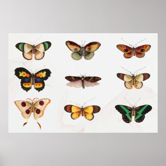 Poster Illustration de papillon (Devant)