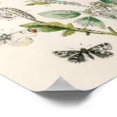 Poster Illustration de papillon vintage (Coin)
