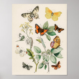 Poster Illustration de papillon vintage
