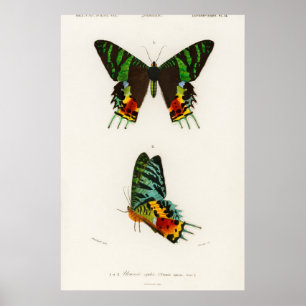 Poster Illustration de papillon vintage
