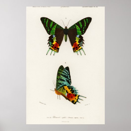 Poster Illustration de papillon vintage (Devant)