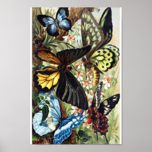 Poster Illustration de papillon vintage