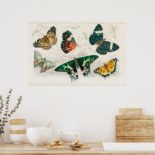 Poster Illustration de papillon vintage (Cuisine)