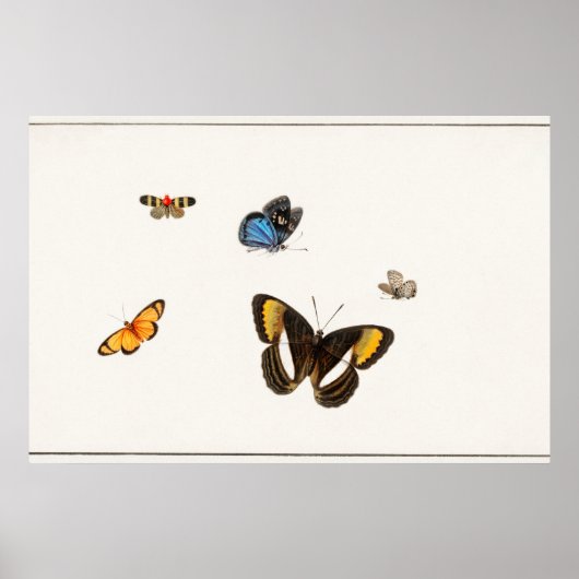 Poster Illustration de papillon vintage (Devant)