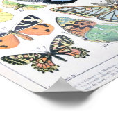 Poster Illustration de papillon vintage (Coin)