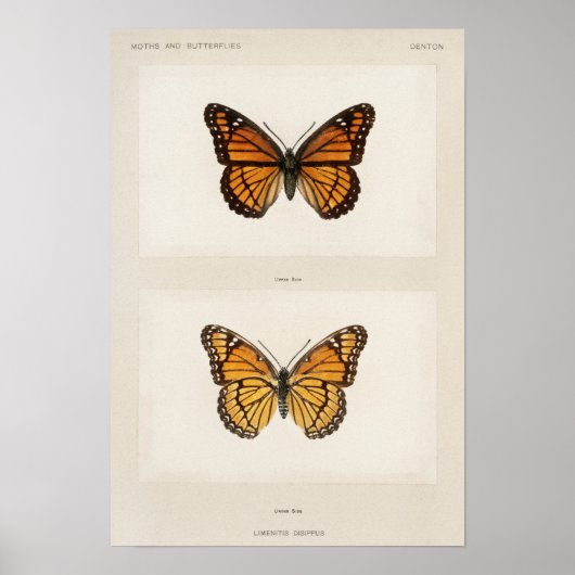 Poster Illustration de papillon vintage (Devant)