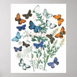 Poster Illustration de papillons vintage
