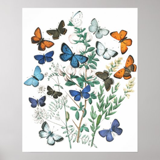 Poster Illustration de papillons vintage (Devant)