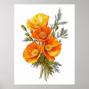 Poster Illustration de Pavots de Californie vintage