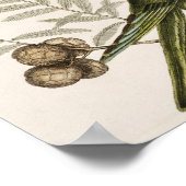 Poster Illustration de perroquet vintage (Coin)