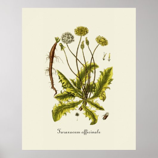 Poster Illustration de pissenlit vintage (Devant)