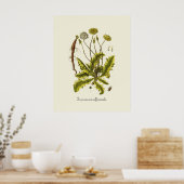 Poster Illustration de pissenlit vintage (Cuisine)