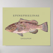 Poster Illustration de poisson mérou (Devant)