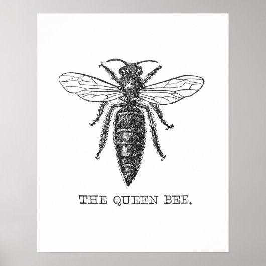 Poster Illustration de reine abeille insecte (Devant)