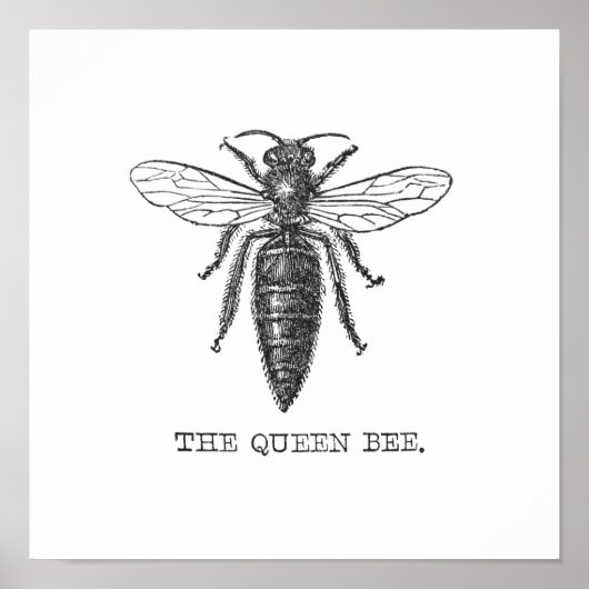Poster Illustration de reine abeille insecte (Devant)