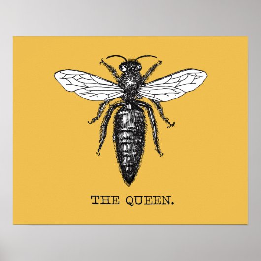 Poster Illustration de reine abeille insecte (Devant)