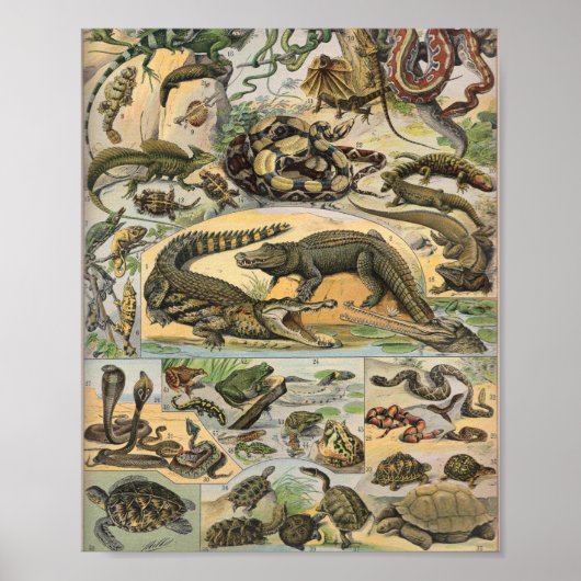 Poster Illustration De Reptiles Par Adolphe Millot (Devant)