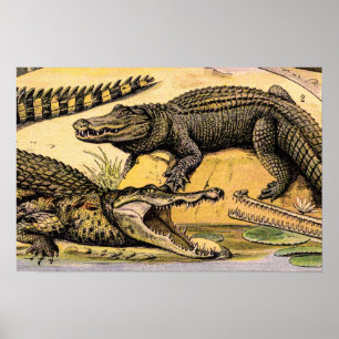 Poster Illustration de reptiles vintage par Adolphe Millo