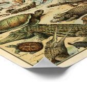 Poster Illustration de Reptiles vintages (Coin)
