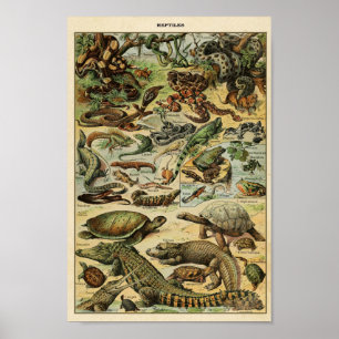 Poster Illustration de Reptiles vintages