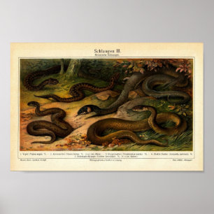 Poster Illustration de Reptiles vintages