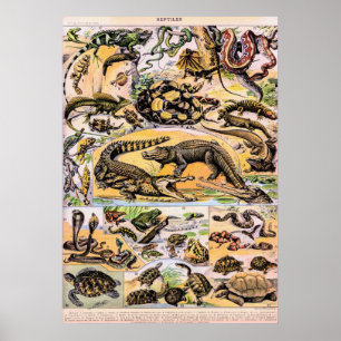 Poster Illustration de Reptiles vintages par Adolphe Mill