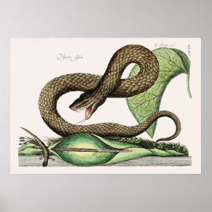 Poster Illustration de serpent vintage