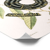 Poster Illustration de serpent vintage (Coin)