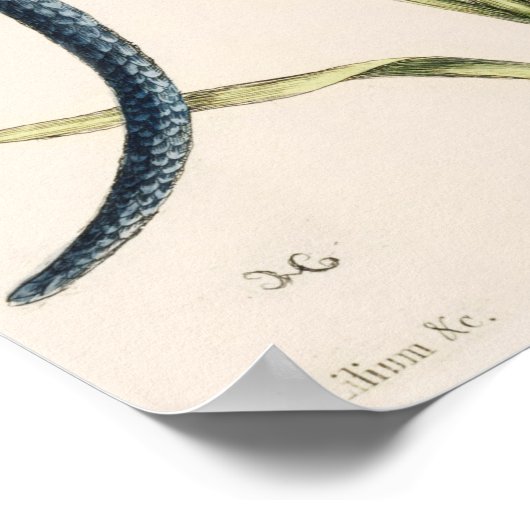 Poster Illustration de serpent vintage (Coin)