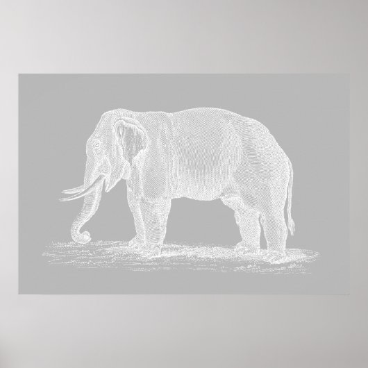Poster Illustration de White Elephant Vintage 1800 (Devant)