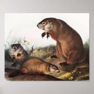 Poster Illustration de Woodchuck (Arctomys monax)