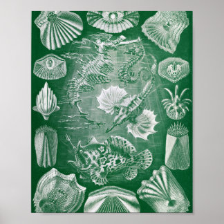 Poster Illustration de zoologie marine de poissons osseux