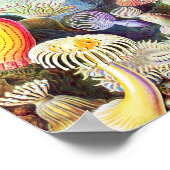 Poster Illustration des anémones de mer par Ernst Haeckel (Coin)