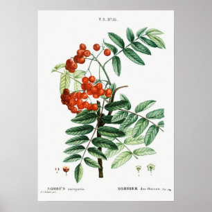 Poster Illustration des cendres de montagne Vintages
