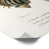 Poster Illustration des coquillages vintages (Coin)