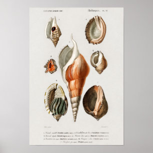 Poster Illustration des coquillages vintages