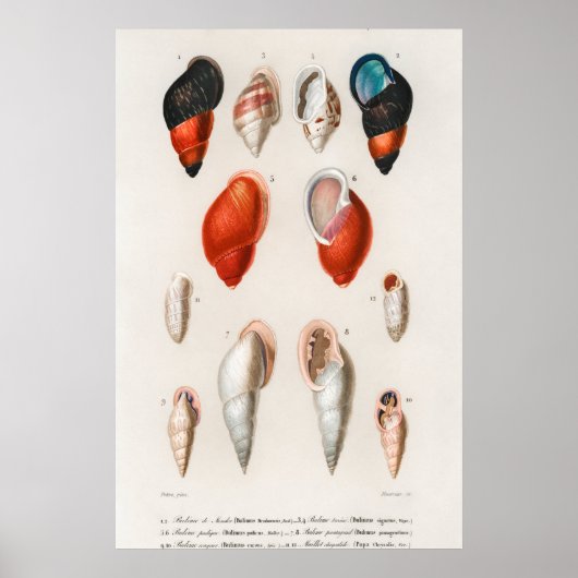 Poster Illustration des coquillages vintages (Devant)