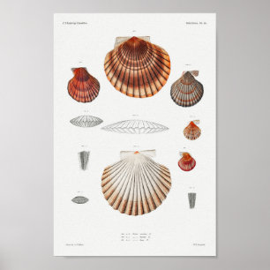 Poster Illustration des coquillages vintages
