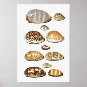 Poster Illustration des coquillages vintages