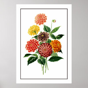 Poster Illustration des fleurs botaniques colorées