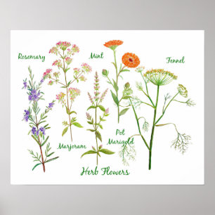 Poster Illustration des fleurs d'herbe d'aquarelle