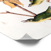 Poster Illustration des oiseaux de Paruline capturant des (Coin)