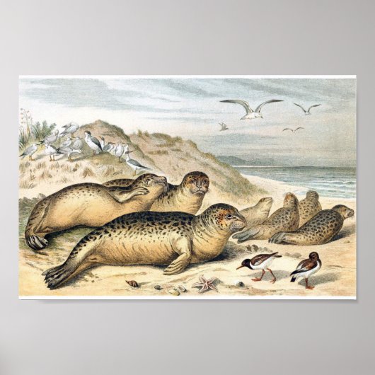 Poster Illustration des phoques du port vintage (Devant)