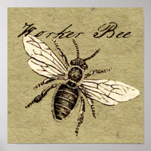 Poster Illustration d'insecte abeille ouvrière