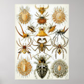 Poster Illustration d'insectes vintages (Devant)