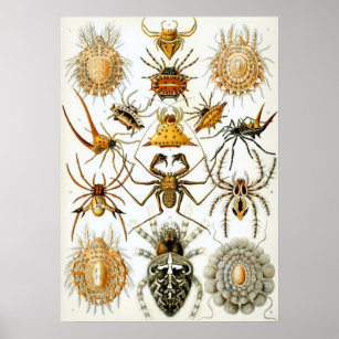 Poster Illustration d'insectes vintages